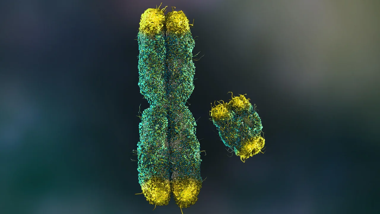 human Y chromosome